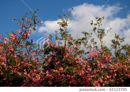 Tokuri Kicot Tree South American Sakura Scenery Tokuri Kicot Tree South American Sakura Scenery 65123795