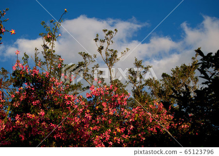 Tokuki Kiwata South American Sakura 2 landscape 65123796