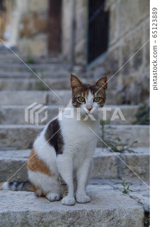 Malta Island cats Malta Island cats 65123889