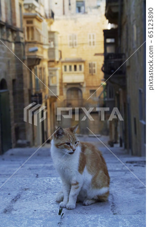 Malta Island cats 65123890