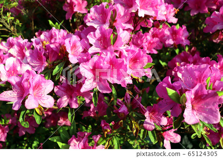 杜鵑花粉紅色盛開Izukogen 65124305