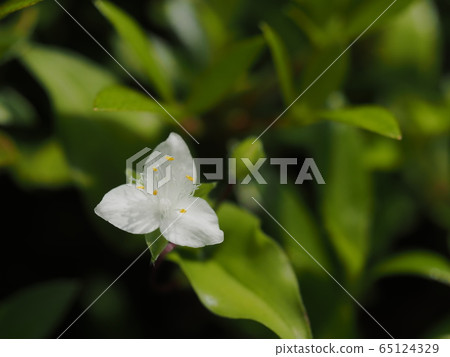 白常盤鹿花 白常盤鹿花 65124329