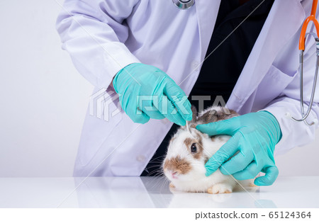 Veterinarians use cotton swabs to check the fluffy 65124364