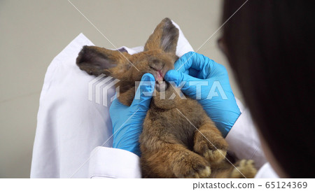 Veterinarian are carrying a rabbit on his lap and 65124369