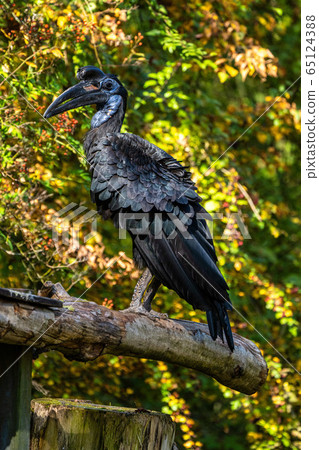 Abyssinian northern Ground Hornbill, Bucorvus abyssinicus strange bird 65124388