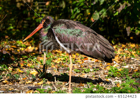 Black stork, Ciconia nigra in a german nature park Black stork, Ciconia nigra in a german nature park 65124423