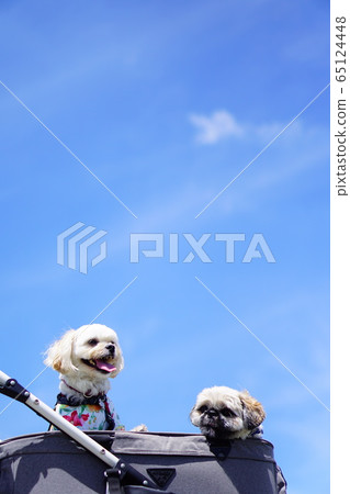天空和狗 65124448