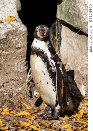 Humboldt Penguin, Spheniscus humboldti in the zoo 65124449
