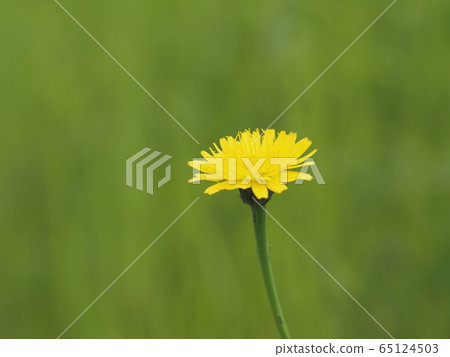 Butana in the early summer field 65124503