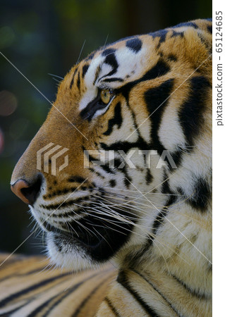 Bengal tiger 65124685