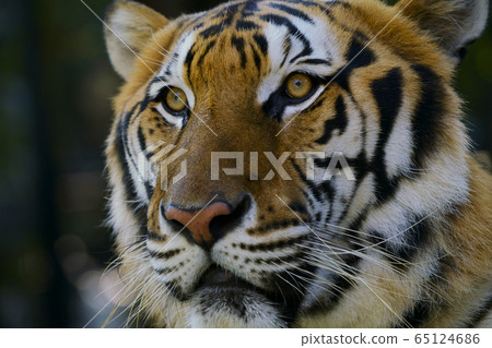 Bengal tiger Bengal tiger 65124686