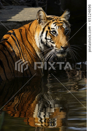 孟加拉虎 65124696