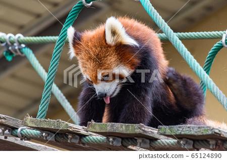 Tongue out red panda Tongue out red panda 65124890