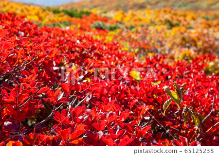 栗駒山（菅川山），百花名山之一，以日本最美麗的山地秋葉而聞名 65125238