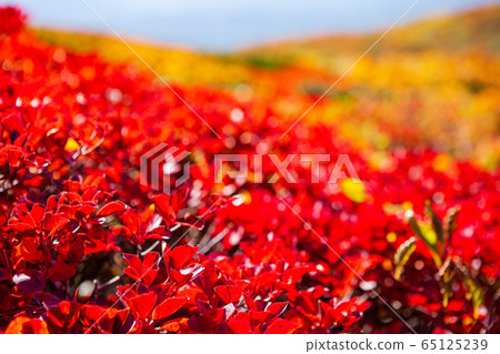 栗駒山（菅川山），百花名山之一，以日本最美麗的山地秋葉而聞名 65125239