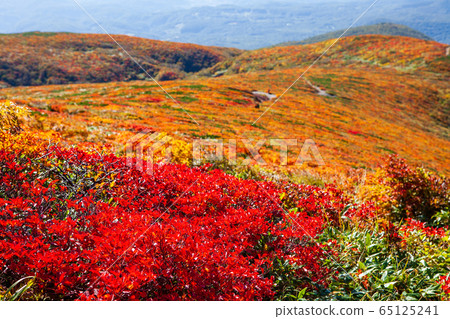 Mt. Kurikoma (Mt. Sugawa), one of the 100 famous mountains of flowers known for the most beautiful mountain autumn leaves in Japan 65125241
