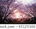 Row of cherry trees 65125300