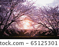 Row of cherry trees 65125301