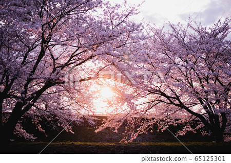 Row of cherry trees 65125301