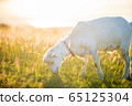 Goat  65125304