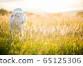 Goat  65125306