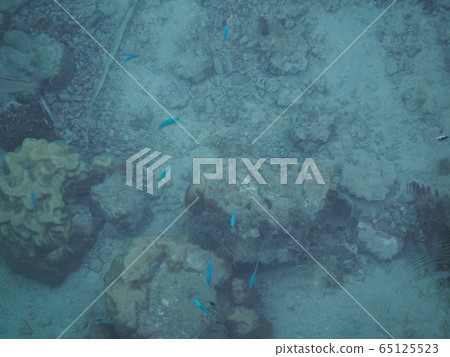 Moorea fish 65125523