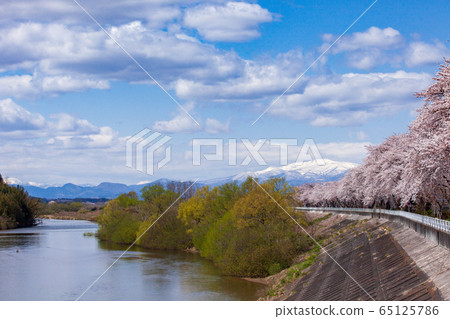 栗駒山（Su川山）和櫻花 65125786