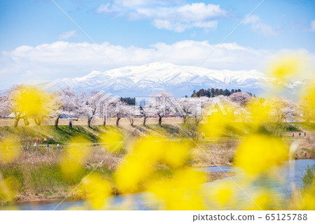 栗駒山（Su川山）和櫻花 65125788