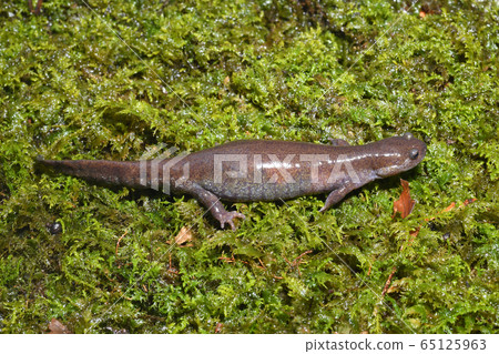 Tokyo salamander egg-bearing female Tokyo salamander egg-bearing female 65125963