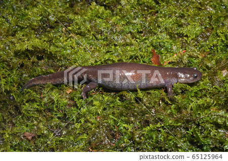 Tokyo salamander egg-bearing female Tokyo salamander egg-bearing female 65125964