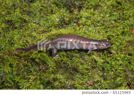 Tokyo salamander egg-bearing female Tokyo salamander egg-bearing female 65125965