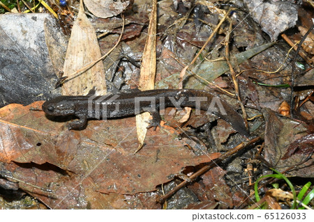 Tokyo salamander male 65126033