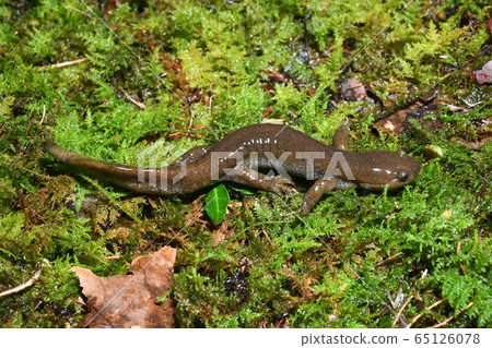 東京sal男 65126078