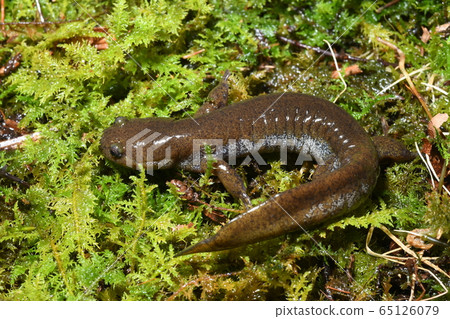 東京sal男 65126079