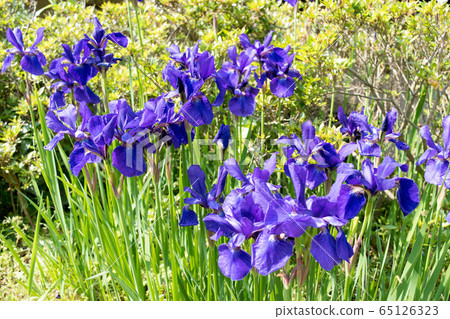 Iris flower Iris flower 65126323
