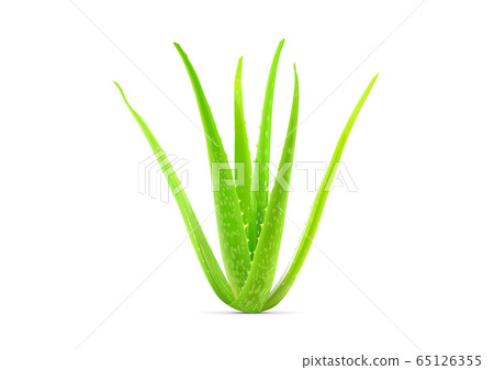 aloe plant vector