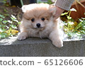 Pomeranian puppy 65126606
