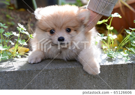 Pomeranian puppy Pomeranian puppy 65126606