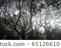 In the forest 65126610