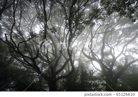In the forest In the forest 65126610