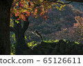 Mt. Takasaki monkey jump 65126611
