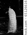 White Peacock 65126616