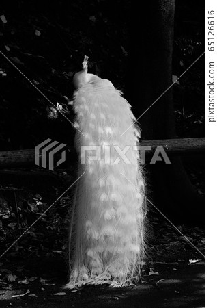 White Peacock White Peacock 65126616