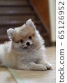 Pomeranian puppy 65126952