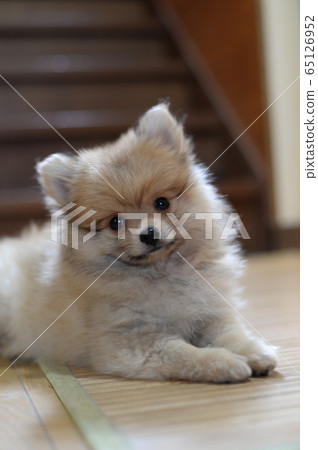 Pomeranian puppy Pomeranian puppy 65126952