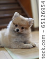 Pomeranian puppy 65126954