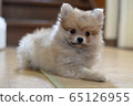 Pomeranian puppy 65126955