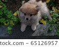 Pomeranian puppy 65126957