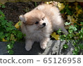 Pomeranian puppy 65126958