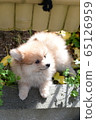 Pomeranian puppy 65126959